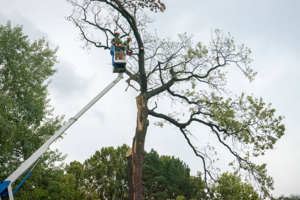 How Our Tree Care Process Works  in  Walkertown, NC