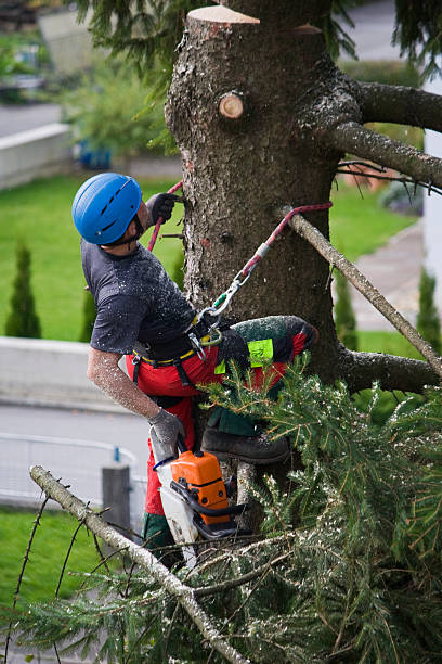 Lawn Pest Prevention in Walkertown, NC